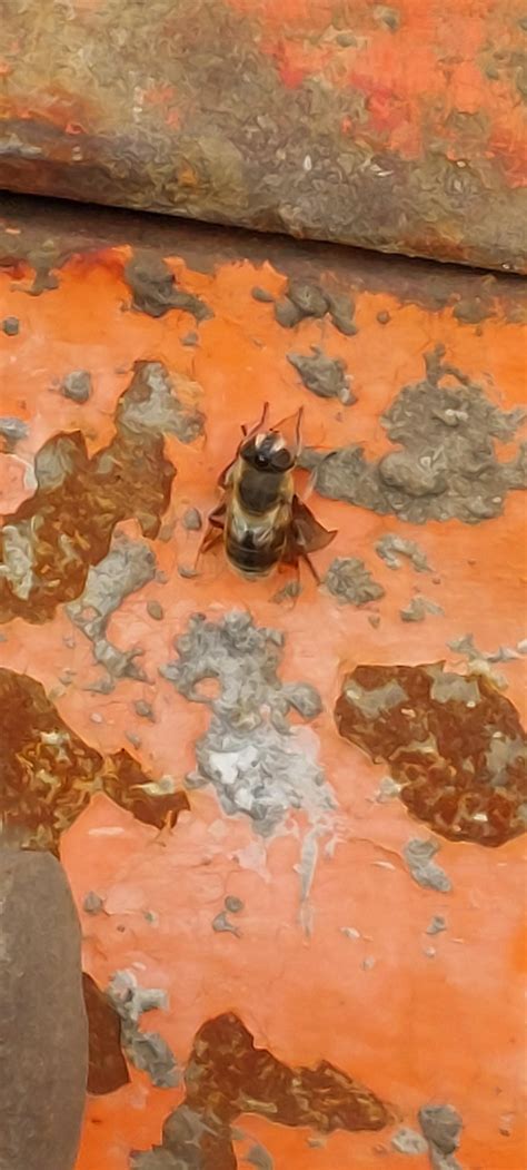 Can anybody help me indentify this species? never seen wasps/bees/flies