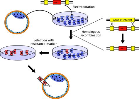 Make A Cell Line Clipart Large Size Png Image PikPng