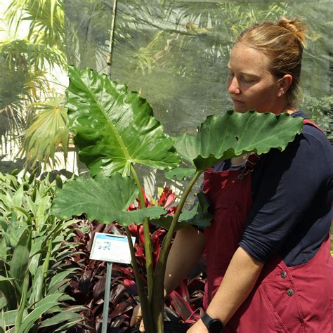 Alocasia Portora | Pinder's Nursery