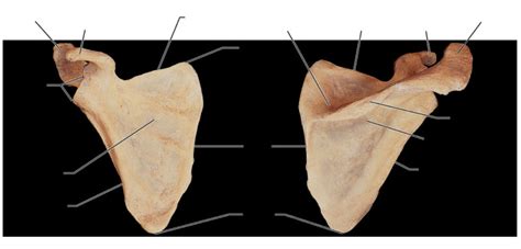 Osteology Lab Practical Study Guide Scapula Diagram Quizlet