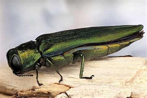 Emerald Ash Borer | River Falls, WI - Official Website