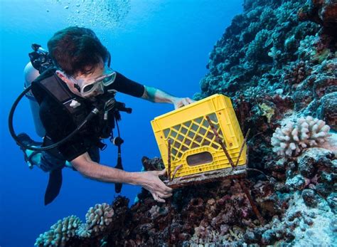 Meet The Reef Expert Collecting Environmental Time Capsules