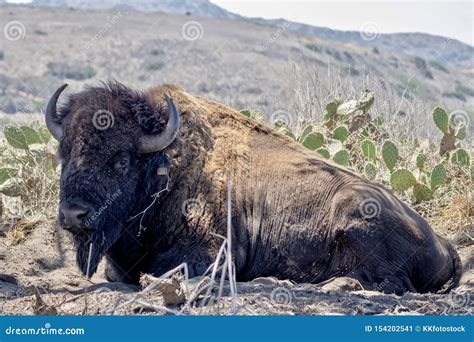 American Bison Lying Down Full Body View Stock Image Image Of Angeles