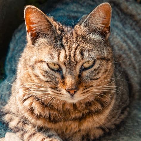 Retrato Frontal Del Gato De Gato Atigrado Cierre Para Arriba Contra Un