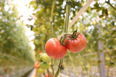 Rolnictwo Dachowe Czy Na Szczycie Budynku Da Si Zbudowa Farm Taki