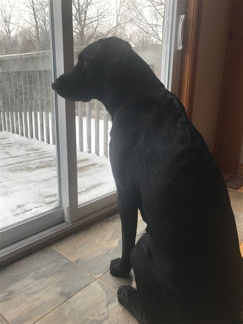 A 1 Year Old Dog