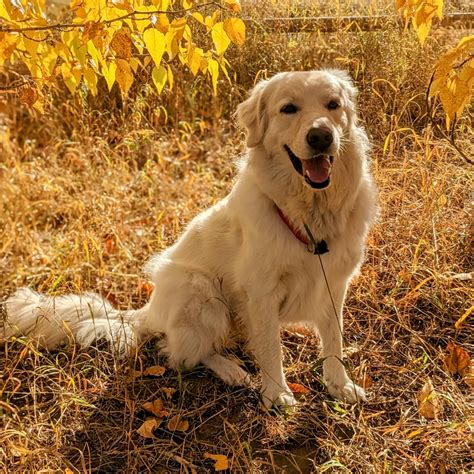 Sue Higgins Dog Park | DogPack