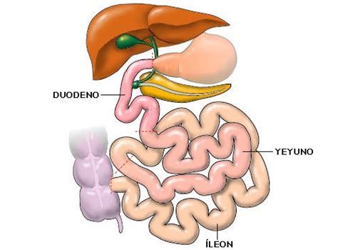 El Cuerpo Humano Intestino delgado anatomía macroscópica y microscópica