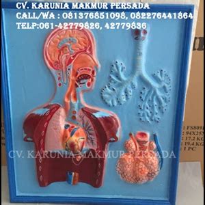 Jual Alat Peraga Pendidikan Model Sistem Pernafasan Torso Sistem