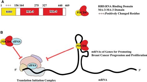 Frontiers Dissecting The Roles Of PDCD4 In Breast Cancer