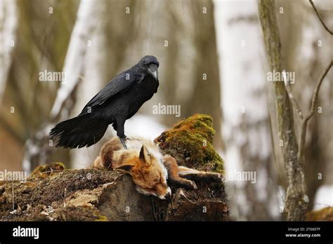 Schwarzer Rabe, corvus Corax, der sich dem toten Rotfuchs nähert, der