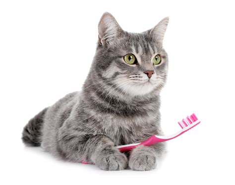 Feline Tooth Resorption: A Commonly Overlooked Dental Issue In Cats