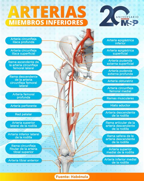 Arterias De Las Miembros Inferiores