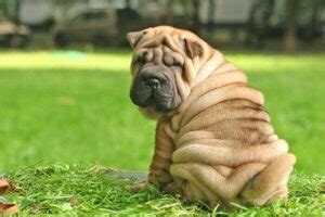 Raza Shar Pei Características y Carácter CurioSfera Animales