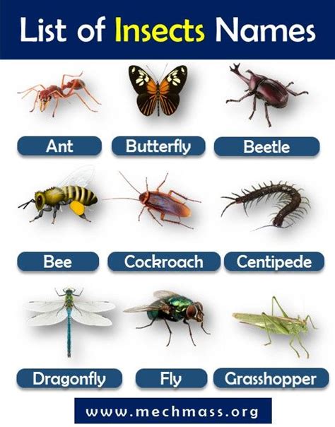 Insects Names List with Pictures PDF- List of Bugs - MechMass | Insects names, Insects, Types of ...