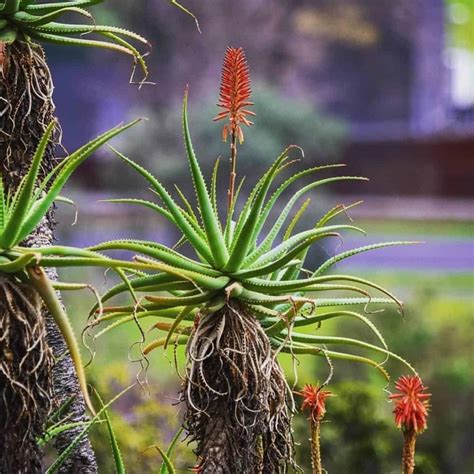 Aloe Arborescens Care Growing The Candelabra Aloe Plant