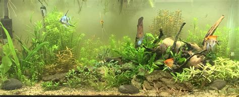 My 75 gallon planted aquarium : r/Aquariums