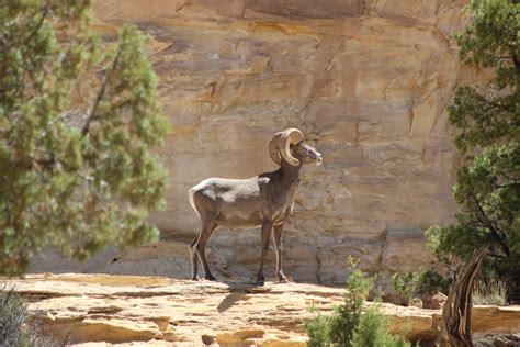 Wildlife in the desert. | BobIsTheOilGuy