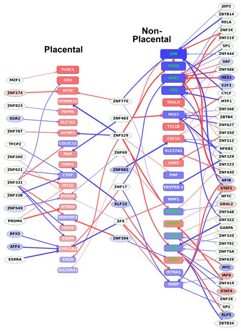 Ijms Free Full Text Placenta Specific Genes Their Regulation During Villous Trophoblast