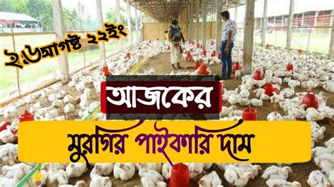 ২৬ আগষ্ট ২০২২ 🐓 মুরগির দাম। আজকের ব্রয়লার সোনালি মুরগির পাইকারি দাম