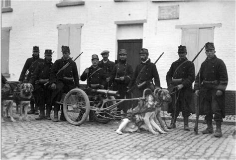 During World War I The Belgian Used Mastiffs To Pull Machine Gun Carts