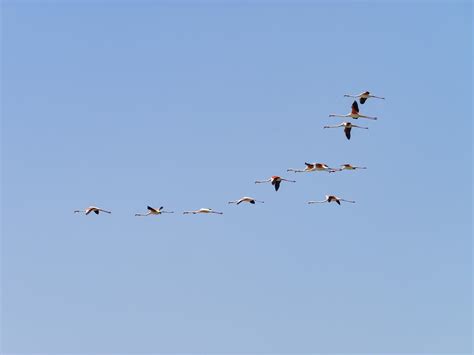 Flight Of The Flamingos Flamingo - Free photo on Pixabay - Pixabay