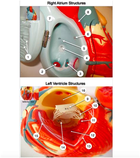 Right and Left Atrium Diagram | Quizlet