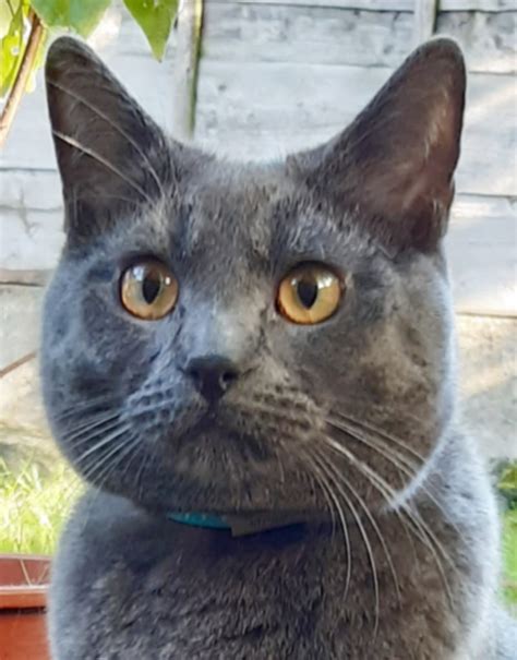 Juveniles And Adults Chartreux Cat Club Uk