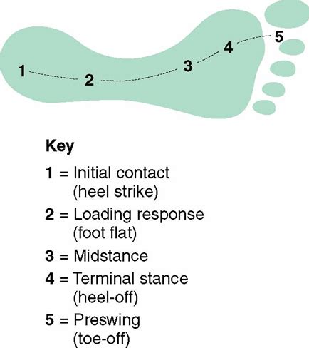 Gait And Ambulation Exam Flashcards Quizlet