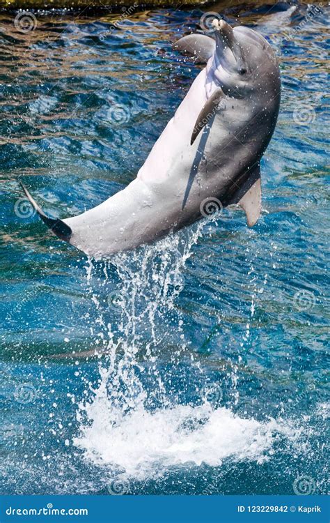 Dolphin Show In An Aquarium Zoo Nuremberg Germany Editorial