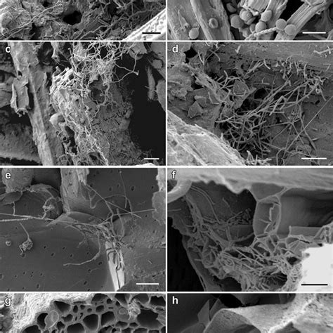 Sem Photomicrograph Of Microbial Colonization On The Surface Of Biochar