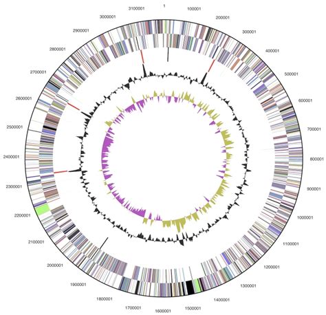 Graphical Circular Map Of The Chromosome From Outside To The Center