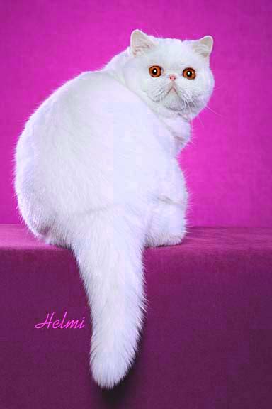 Exotic Shorthair Cat 2 – Michael Broad