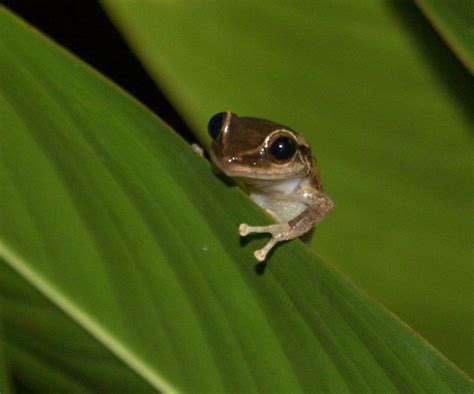 A Look At Puerto Ricos Coqui Frogs The Caribbean Islands National