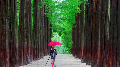 Nami Island Korea Wallpapers - Top Free Nami Island Korea Backgrounds ...