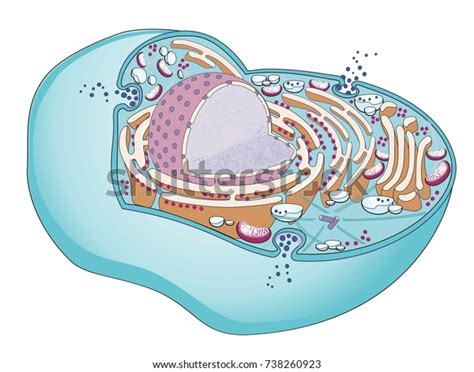 Structure Mammalian Cell Cellular Organelles Inside 库存插图 738260923 Shutterstock