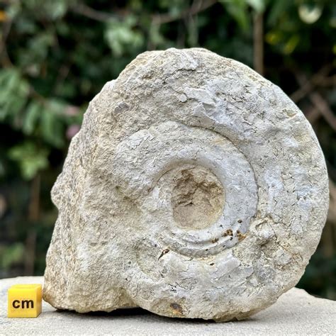 Somerset Ammonites – UK Fossils