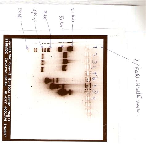 Team Groningen Notebook June Igem Org