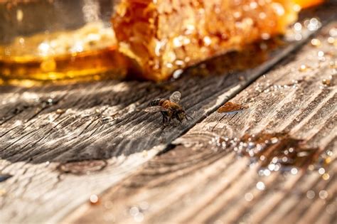 Fotografía macro de una colmena de abejas en un panal las abejas