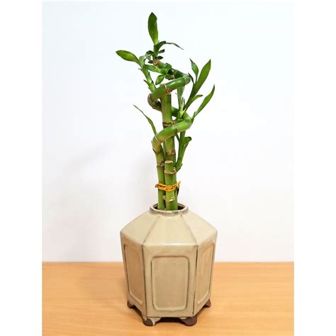 Hexagon Vase With 5 Lucky Bamboo Straight Stalks Eve S Garden Gifts