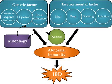 Figure 1 From Impact Of Autophagy Of Innate Immune Cells On