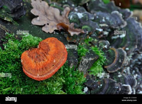 Cinnabar Polypore Mushrooms Hi Res Stock Photography And Images Alamy