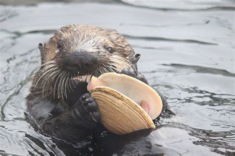 Sea Otters Eating Clams