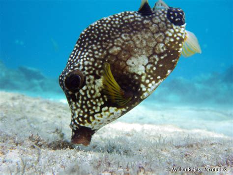 Box Fish In Cozumel Mexico Cozumel Peces