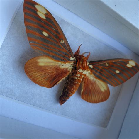 Regal Royal Walnut Moth Citheronia Regalis Saturnidae Framed in