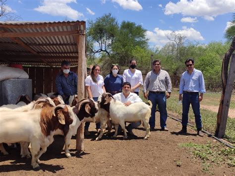 Viceministerio entrega reproductores caprinos de alta genética en el