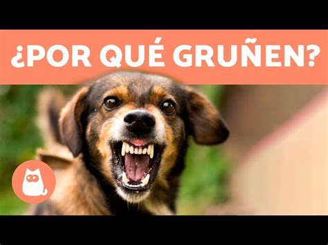 Por Qué Un Perro Le Gruñe A Una Persona