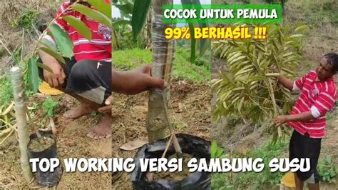 CARA TOP WORKING POHON DURIAN AGAR MUDAH BERHASIL SANGAT COCOK BAGI