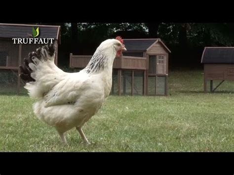 Comment bien élever des poules Jardinerie Truffaut TV YouTube