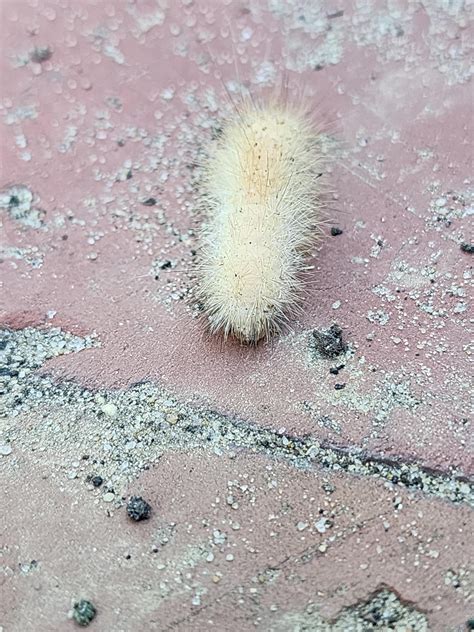 White fuzzy caterpillar : r/caterpillars